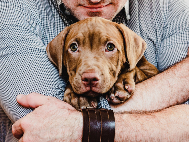 Dog held close to heart in arms of owner.